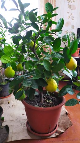Плодоносящий лимон