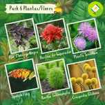 Pack/kit 6 Variedades de Plantas/Flores (sementes)