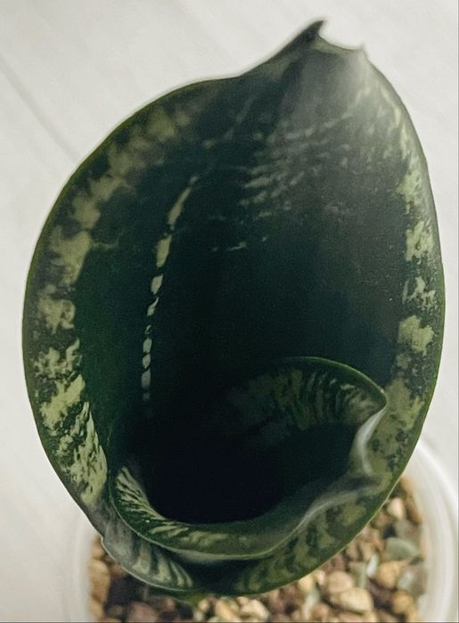 Сансевієрія S.Whitney сансевьерия