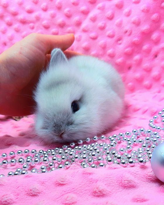 Карликовые мини кролики торчеухие и вислоухие баранчики,клетки,корм