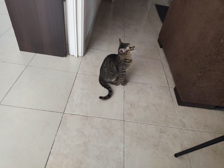 Urgente... Doação de duas gatas