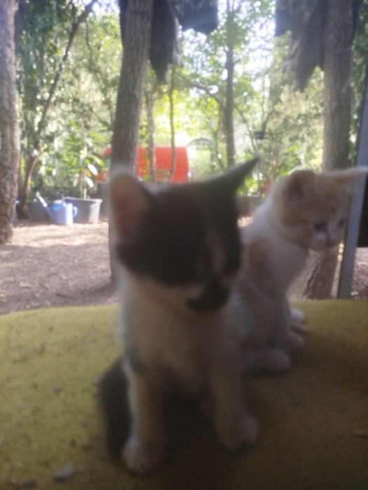 Dou gatinhos para família responsável.