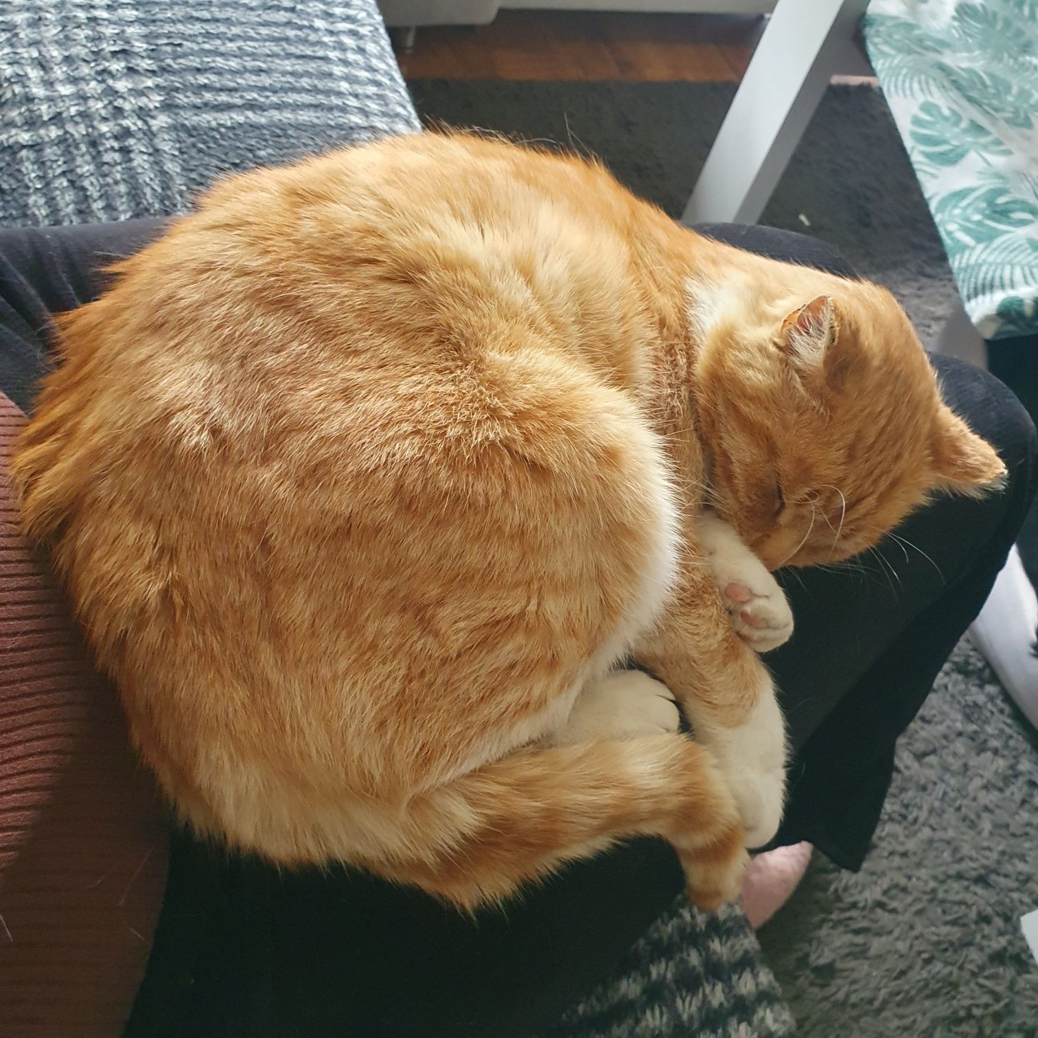 Kocurek do adopcji