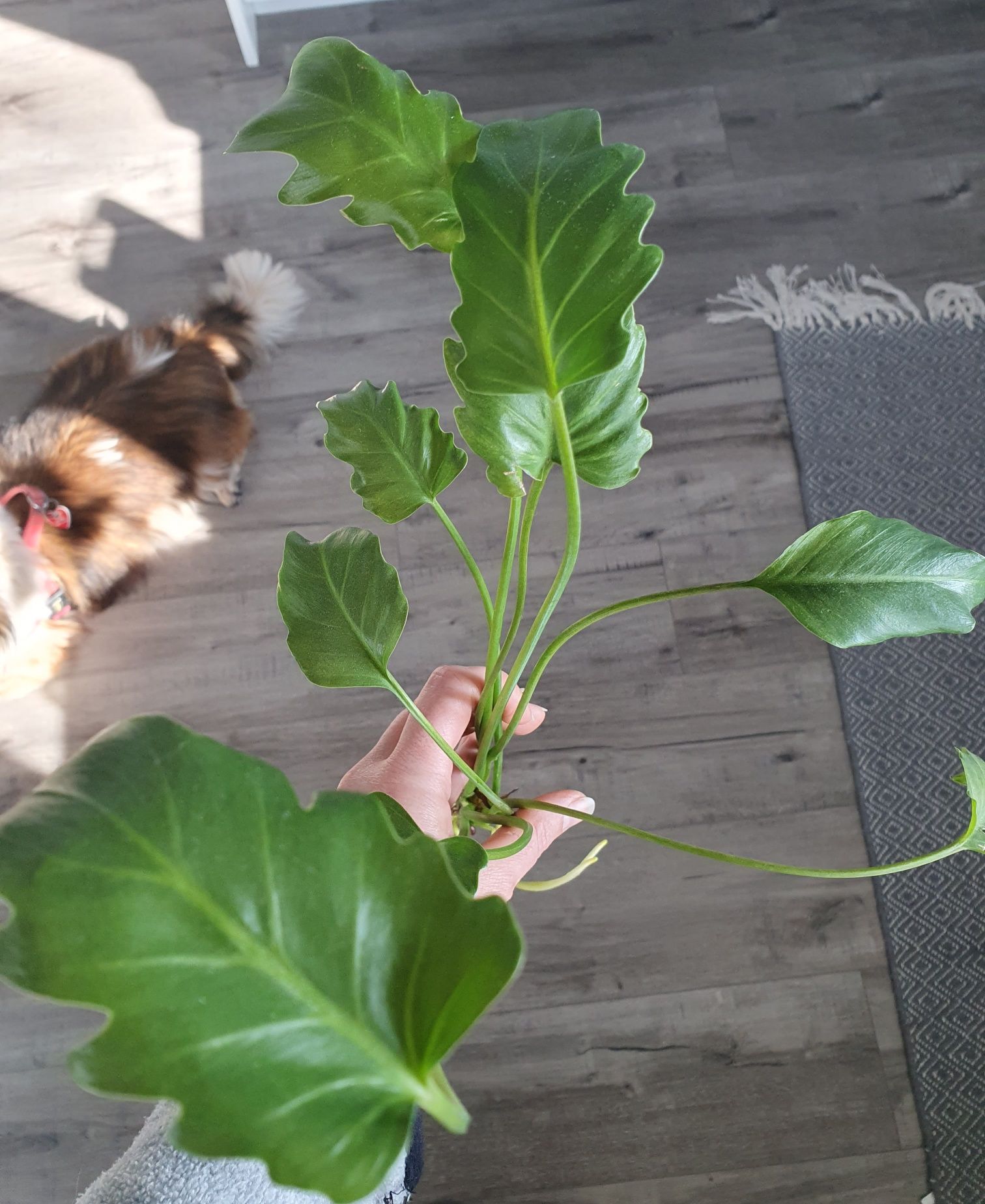 Philodendron xanadu.