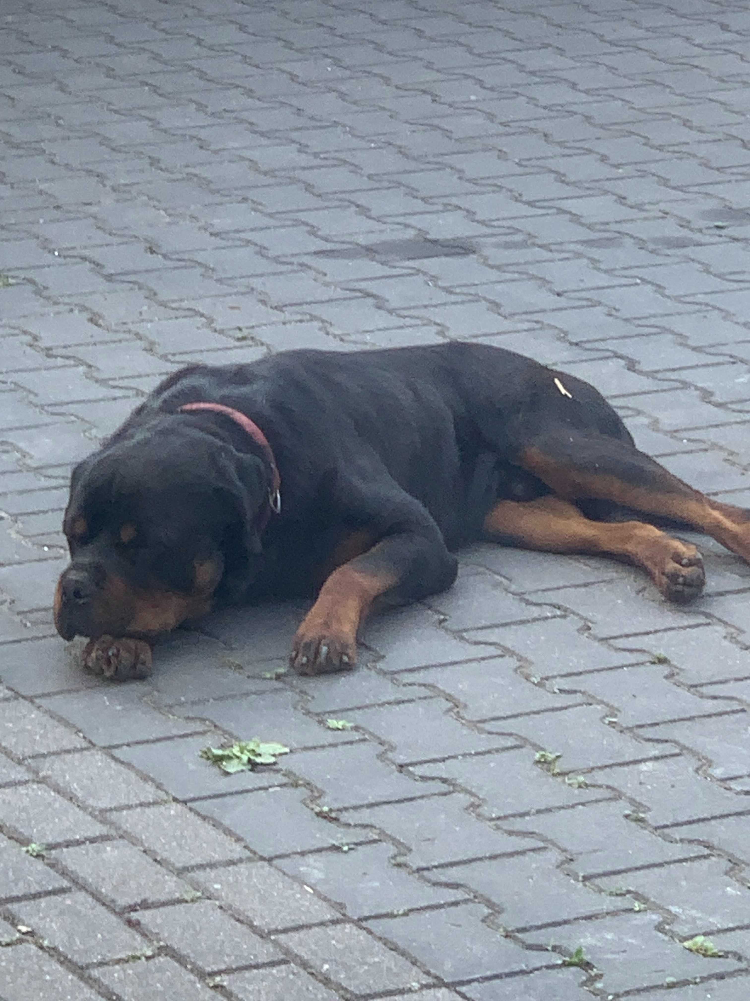 Oddam SUPER rottweilera - JIMMY