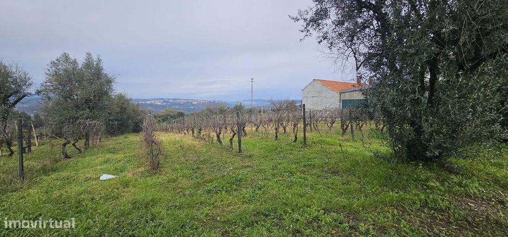 Terreno na zona de Silgueiros