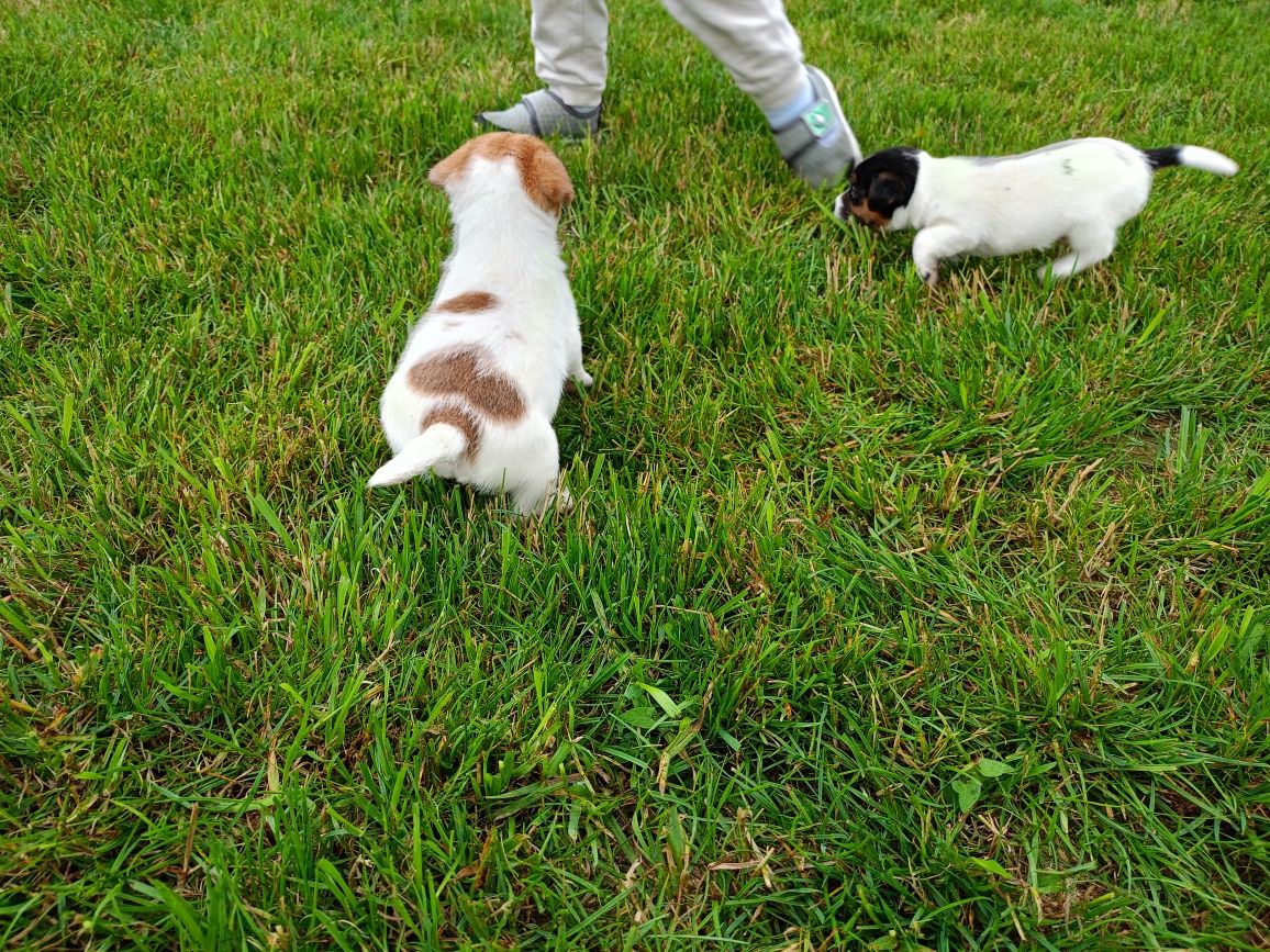 Piesek szczeniak Jack Russell Terrier
