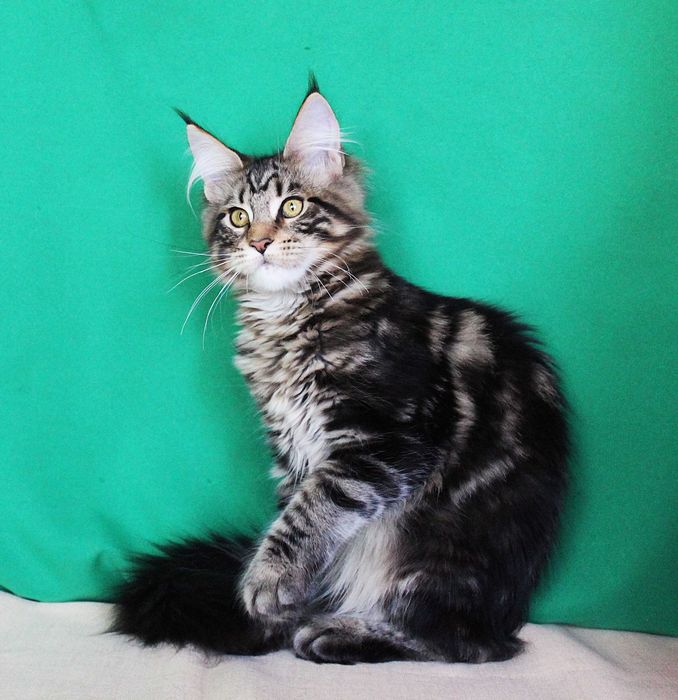 Кошенята велетнів