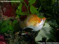 Poecilia Latipinna - Molly Balão
