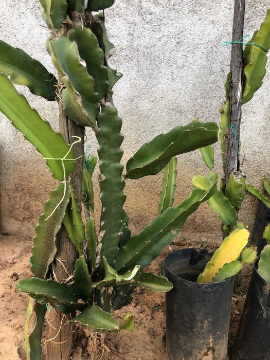 Promočão Estacas de pitaias rosa e branca