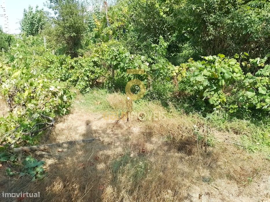 Terreno Rústico  Venda em São Cristóvão de Nogueira,Cinfães