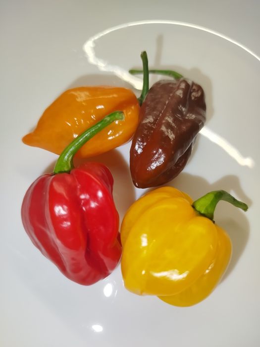 Papryka habanero