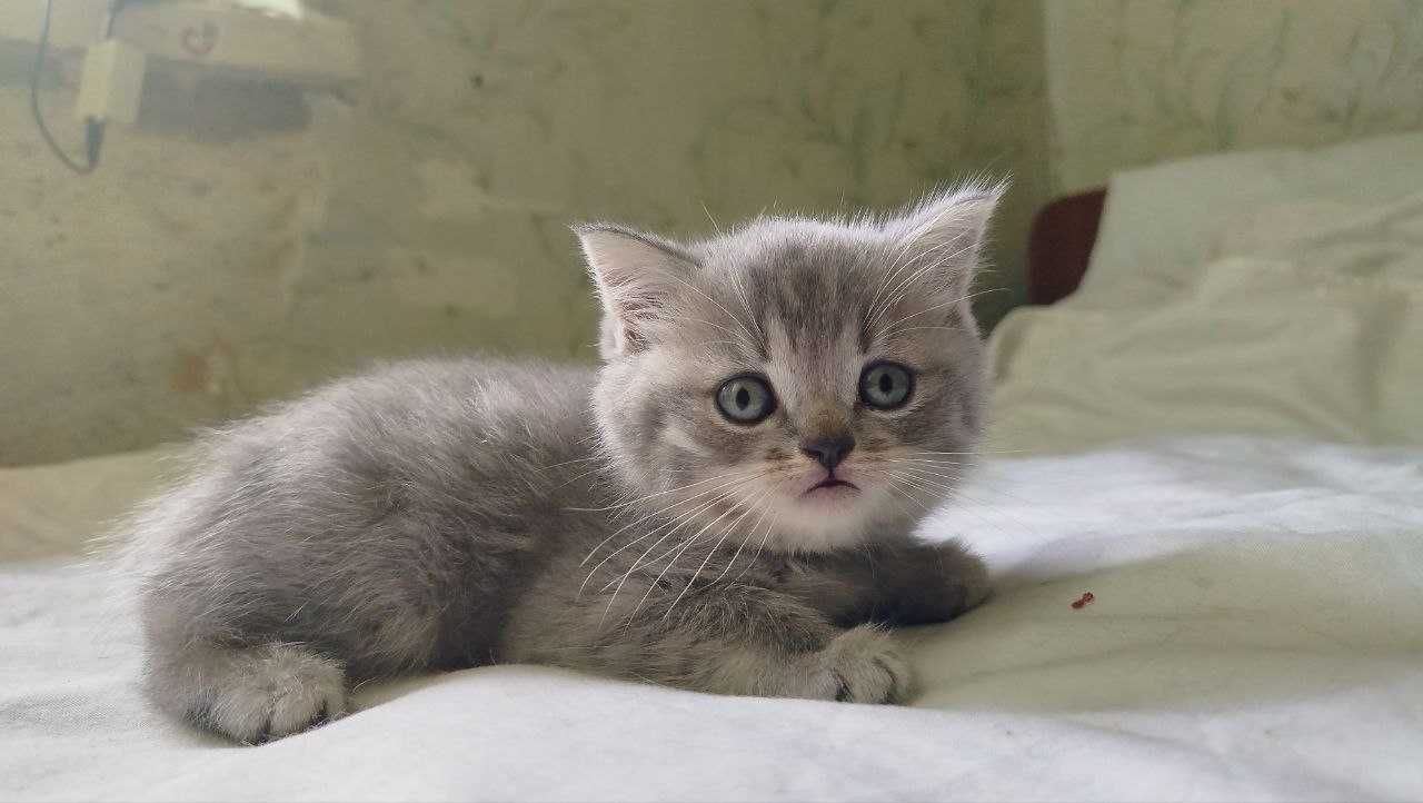 Шотландські кошенята