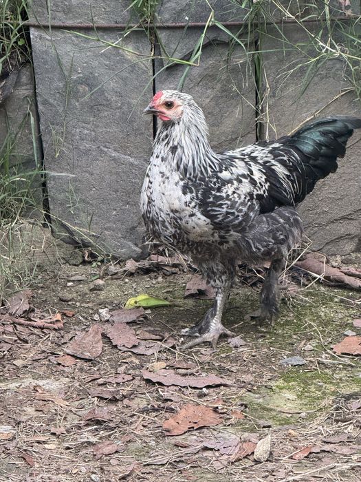 Granise machos e fêmeas