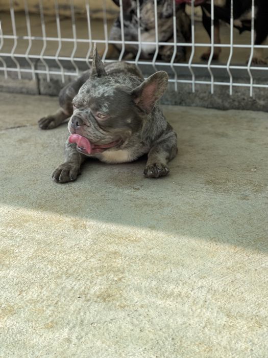 Bulldog frances lilac merle para cruzas / montas