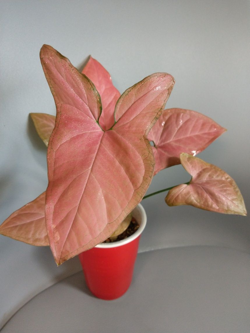 Syngonium Orm Nak