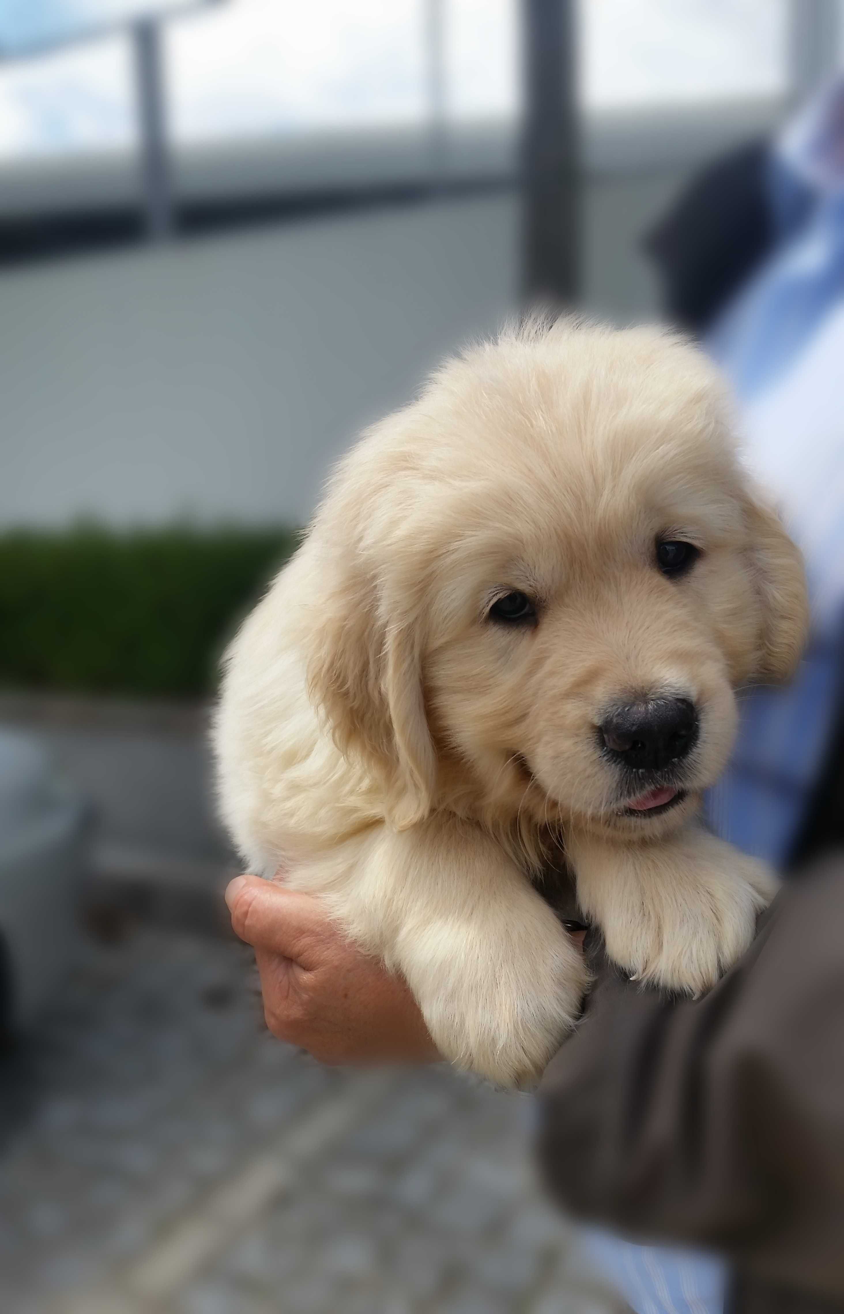 Cachorro Golden Retriever Macho Com Lop - Excelente Linhagem