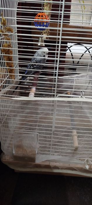 Велика клітка для папуг