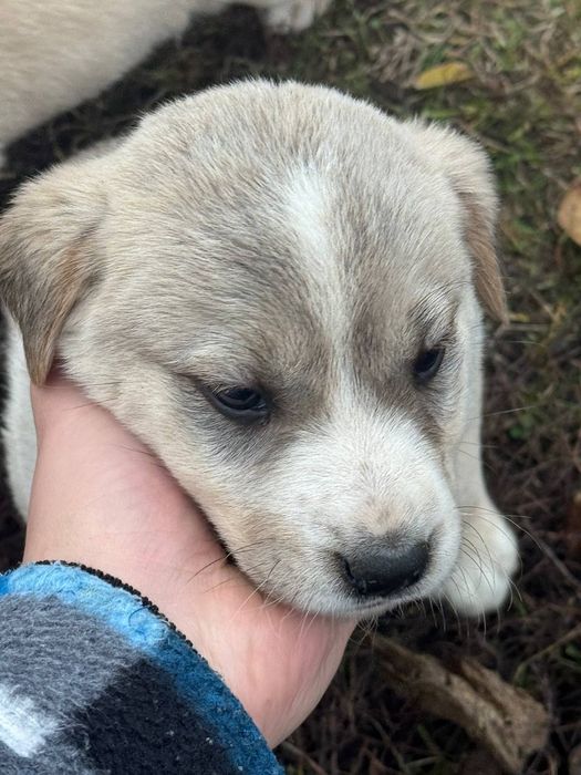 Цуцинята Лабладора