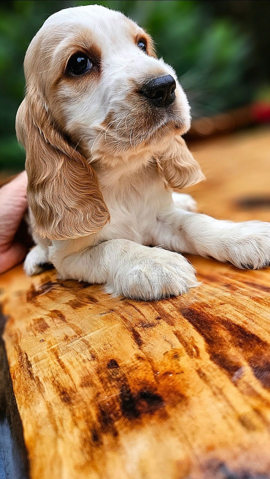 Cocker Spaniel Angielski - Urocza suczka Orange Roan