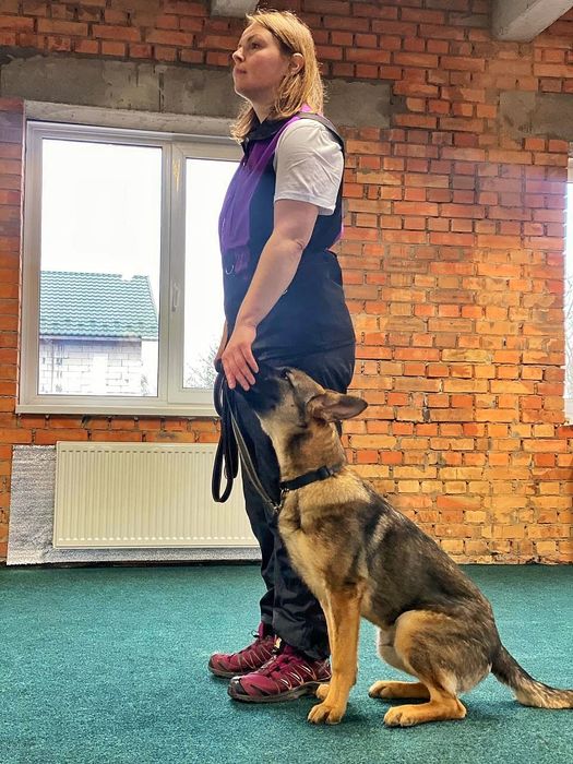 Кінолог Дресирування Собак