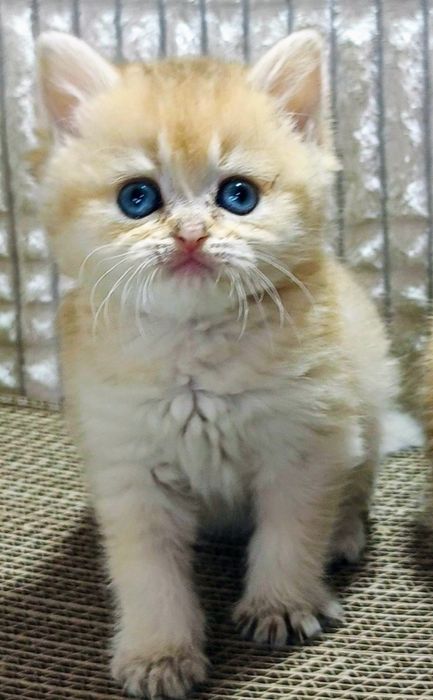 1-Золотая Шиншилла Лиловое Золото красивушая девченка