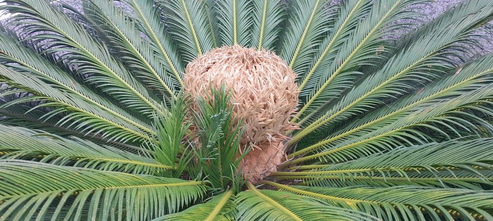 Planta de exterior Cyca