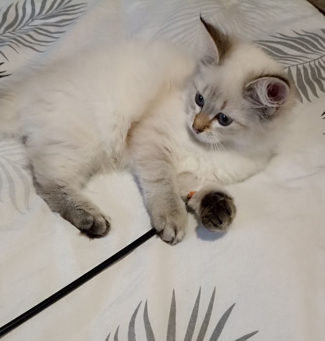 Котики Невська Маскарадна