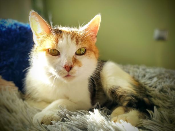 Grzanka - piękna, opiekuńcza kotka szuka domu na zawsze