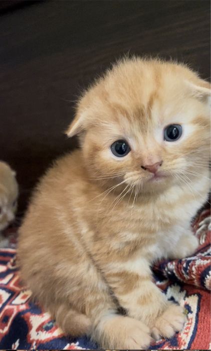 Шотландские вислоушки и прямоушки