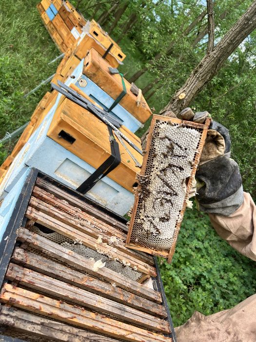 miód akacjowy świeży tegoroczny naturalny miód pszczeli  sezon 2025