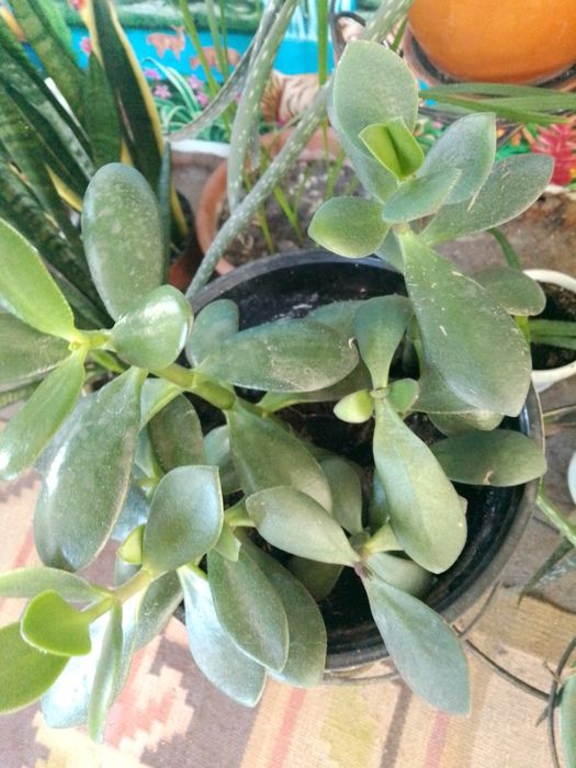 Продам молодые растения  и отростки красулы.