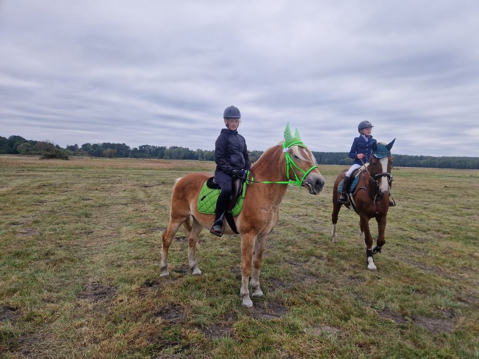 Sprzedam wałacha haflinger
