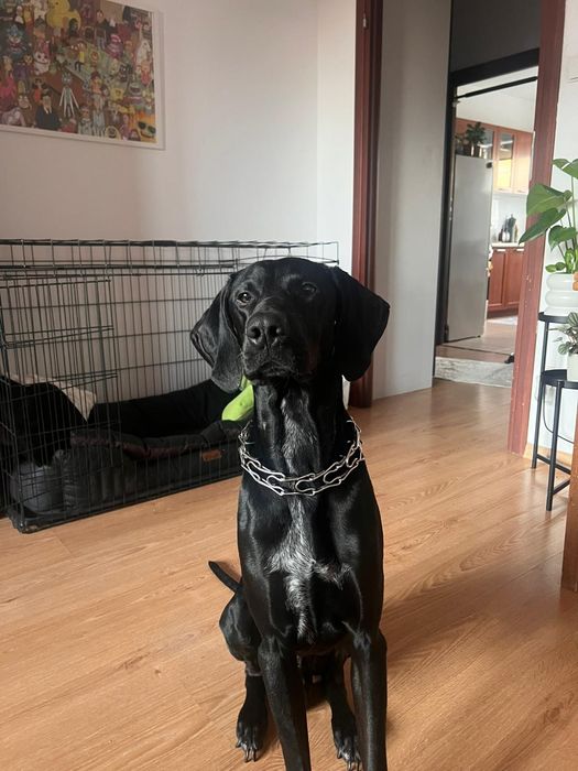 MILO szuka nowego domu