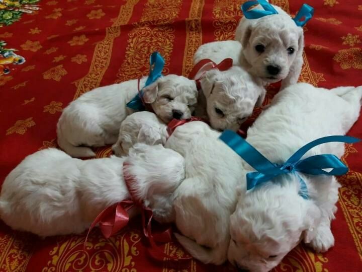 Бишон фризе,кобель для вязки.