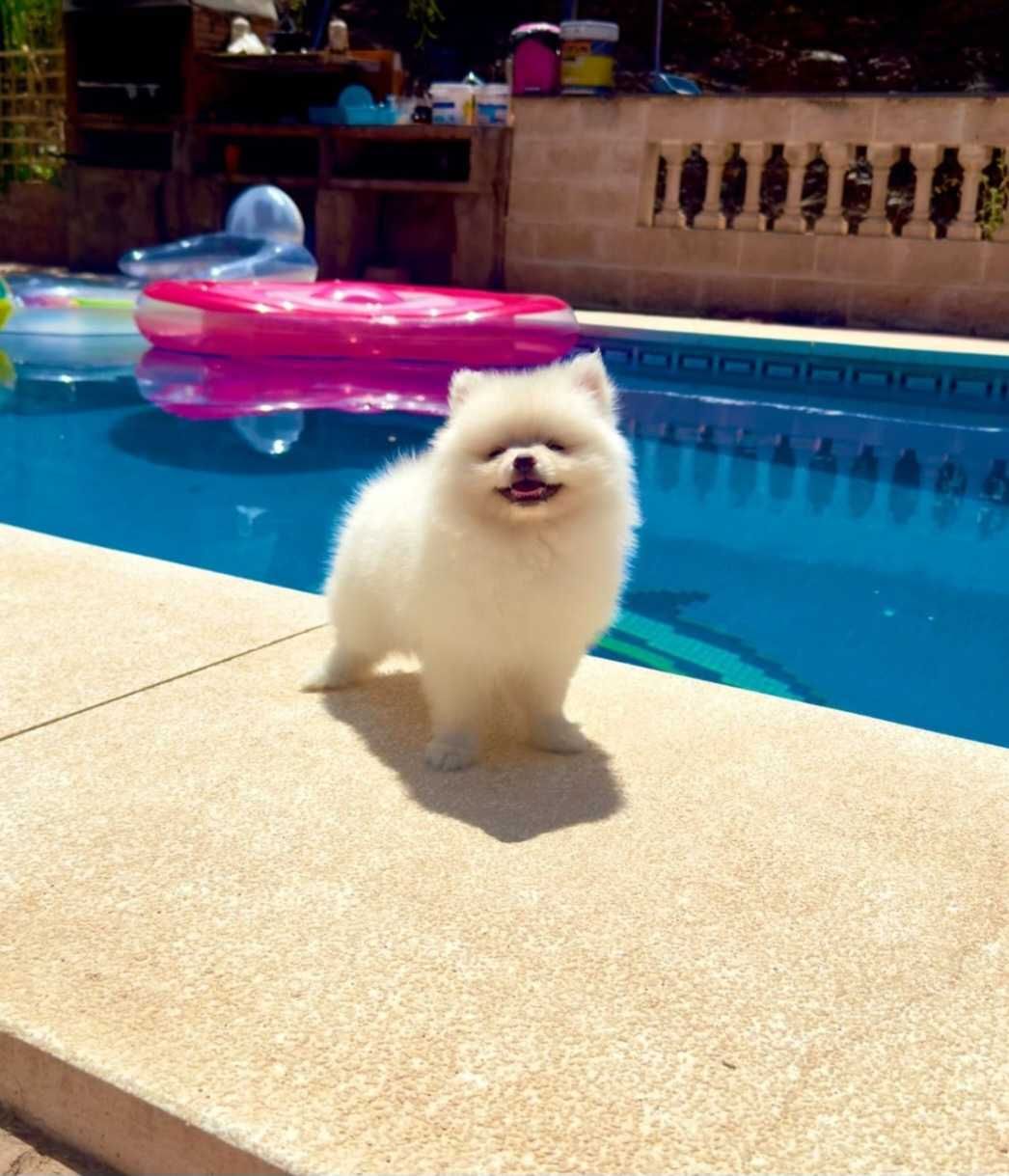Lulus da Pomerânia