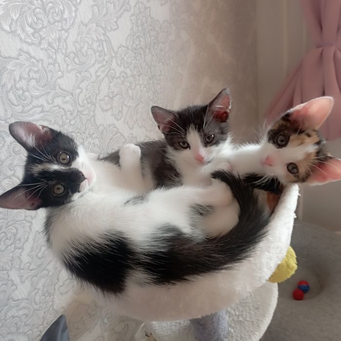 Kocia rodzinka do adopcji