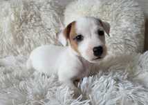 Jack Russell Terrier piesek gładkowłosy 1