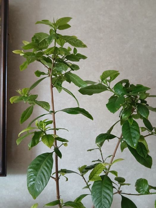 Продам гарденію жасминовидну