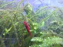 Neocaridina Painted Red Fire