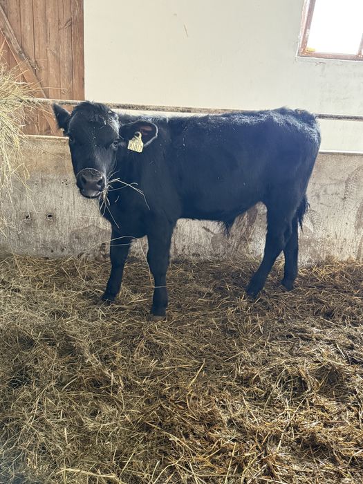 25 szt starter angus  140kg+ byk