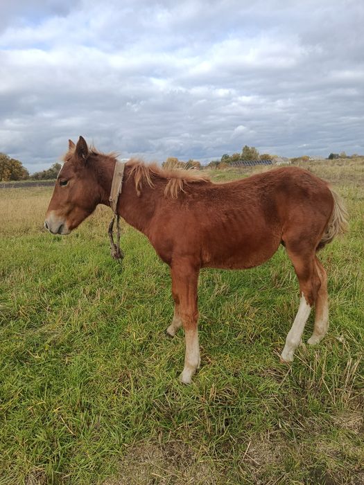 Продам жерепця у хороші руки