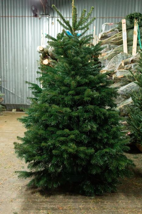 Новорічна ялинка, Ялиця Нордмана, Пихта Нордмана