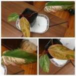 Philodendron strawberry shake