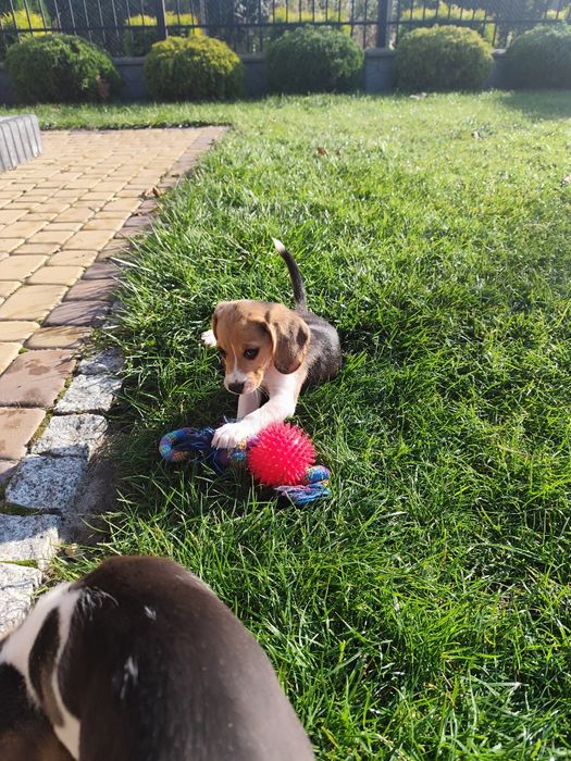 Sunia Beagle tricolor metryka czip wyprawka
