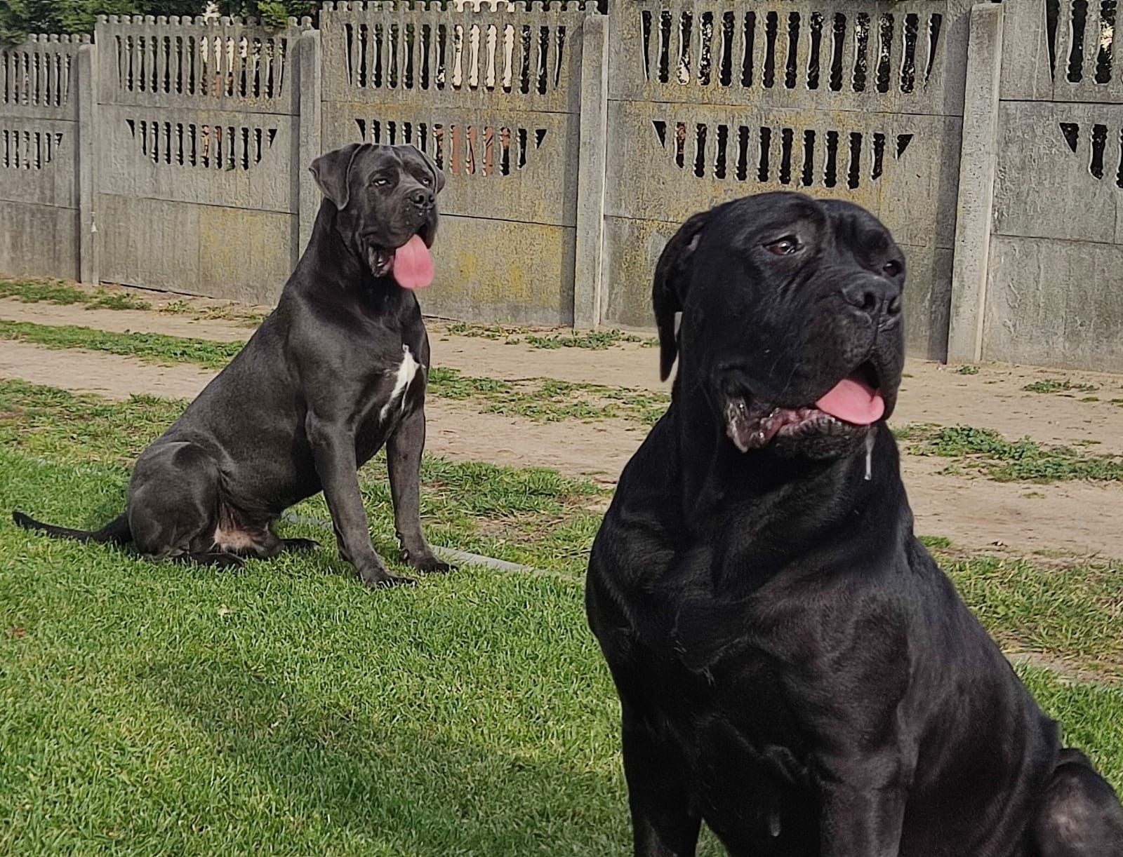 Cane Corso mocny pies