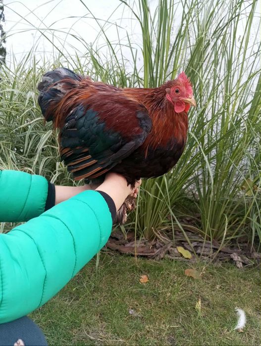 Koguty ozdobne młode