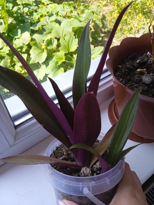 Вазони є великий вибір