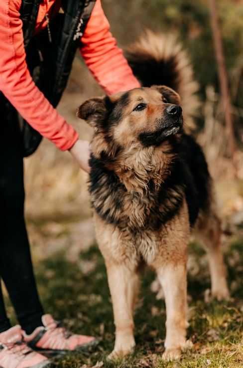 Młody, piękny, mądry psiak Ares w typie owczarka szuka domu!!!