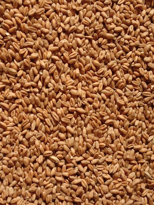 Sprzedam pszenice/owies/ziemniaki jadalne